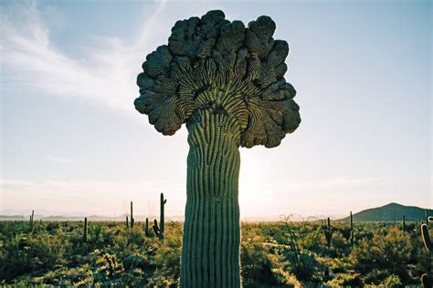 The Inspiring Story of the Magical Sprite and the Crystalized Desert Plant Ensemble